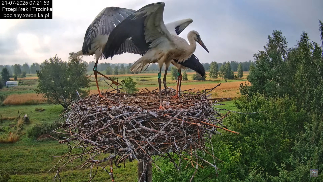 21072025bociany20