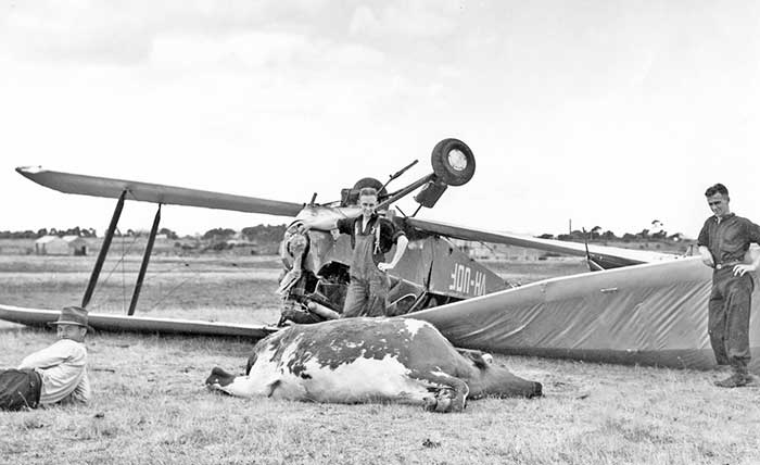 Genairco-UOF-BC-cow-13_3_36-CDPratt-KOM