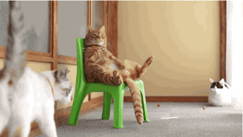 tumblr-o6pgz65f-XV1terwlso1-500.gif