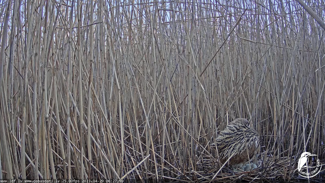 Lielais dumpis (Botaurus stellaris) Engurē - LDF tiešraide 7-26-9 screenshot