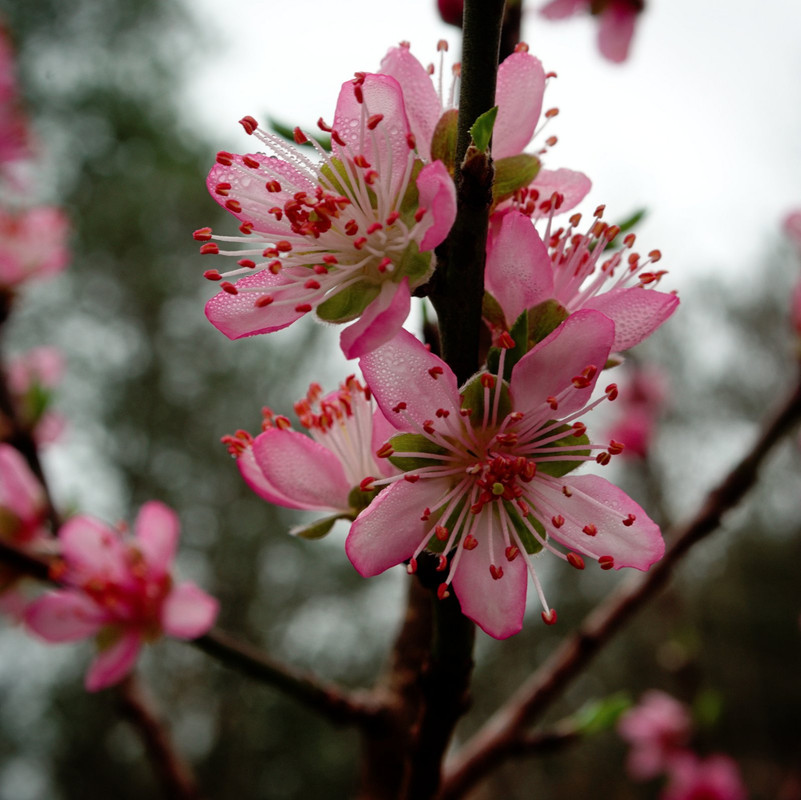 peach flowers