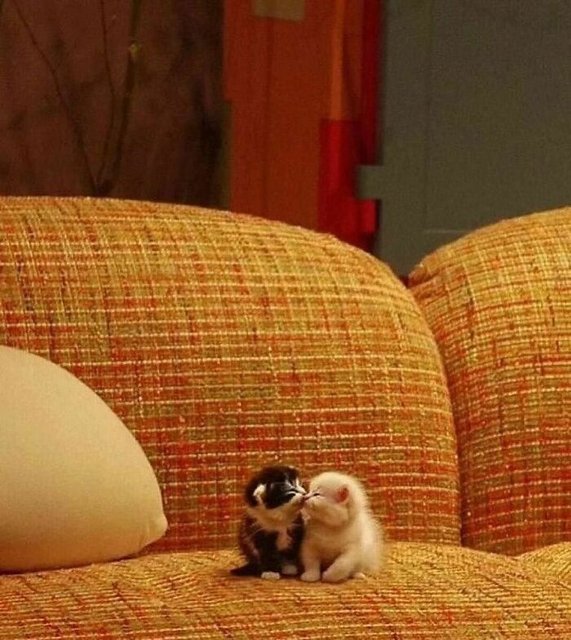 Boredd-Panda-Minismooch75c12455-441126023-837159981576495-3259811514655690783-n-700.jpg