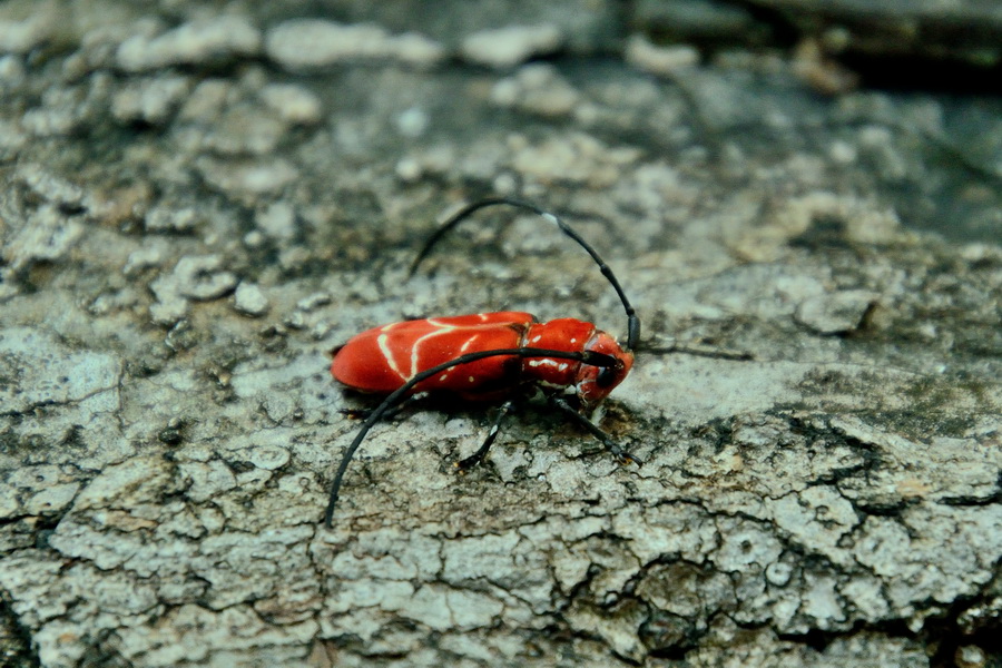 Усач с Мадагаскара