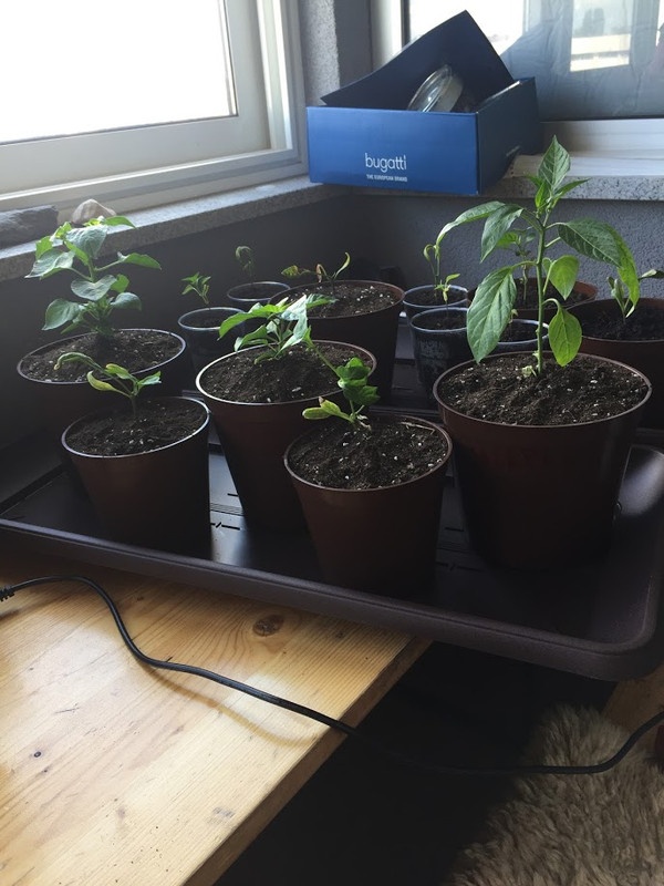 IMG_8809