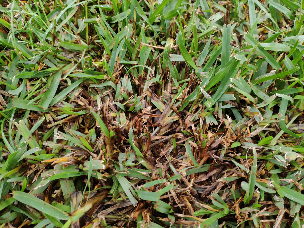 Buffalo lawn disease identification Lawn Care Forum