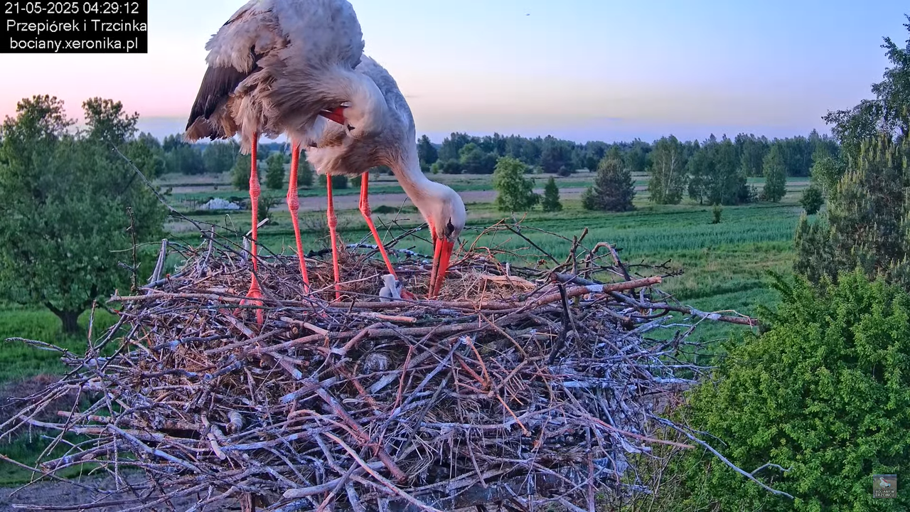 21052025bociany4