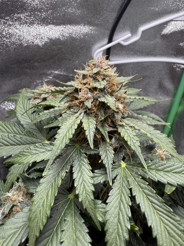 F61D2BD6-7FC4-4D65-9134-81D818880DE0