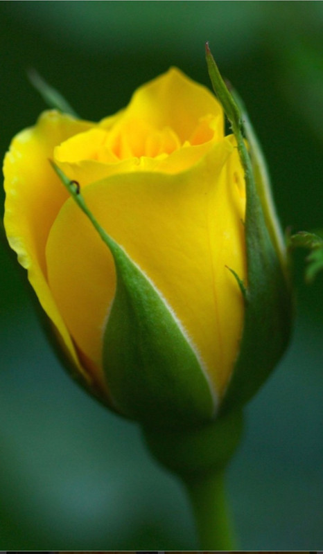 IMG_٢٠٢١٠٦٠٢_١٣٥١١٥