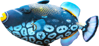 exotice-blue-fish-png-20