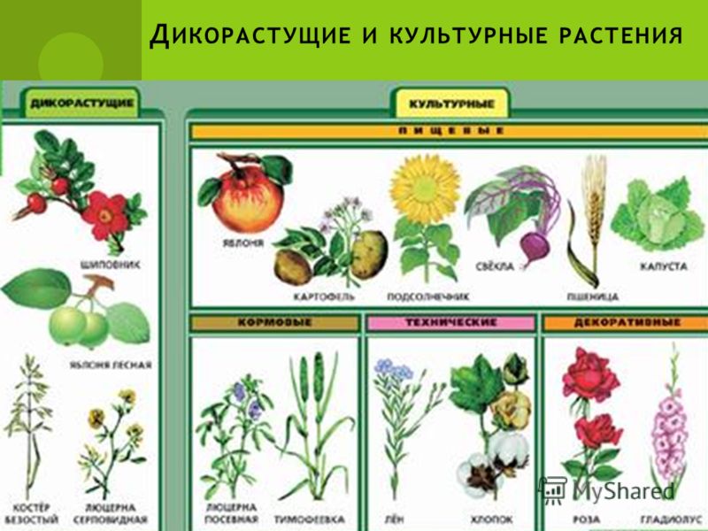 Какие растения произрастают лучше всего на суглинистой грунтовой основе