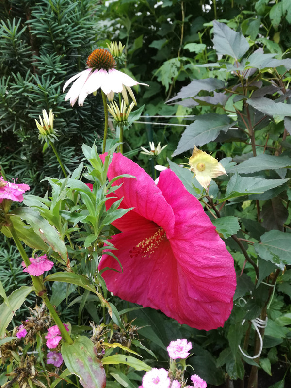 IMG_20190810_150510