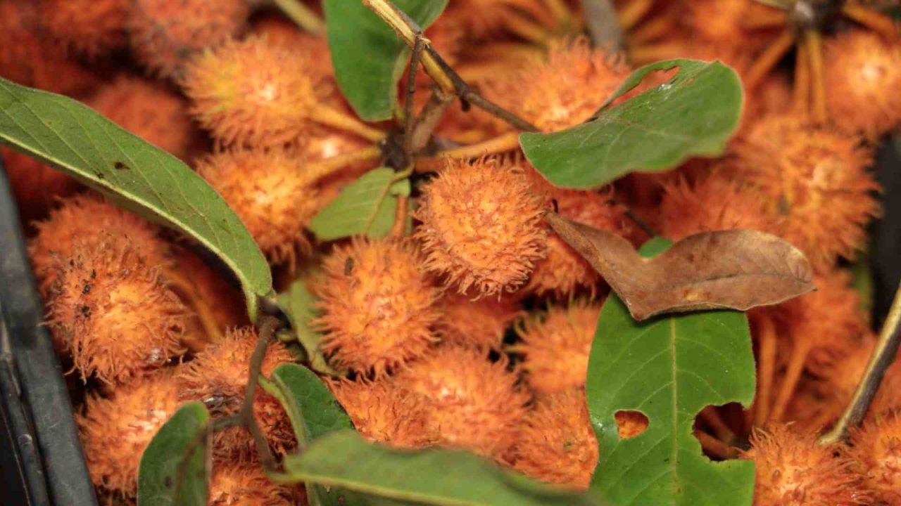 1KFieKXaHSmC-default