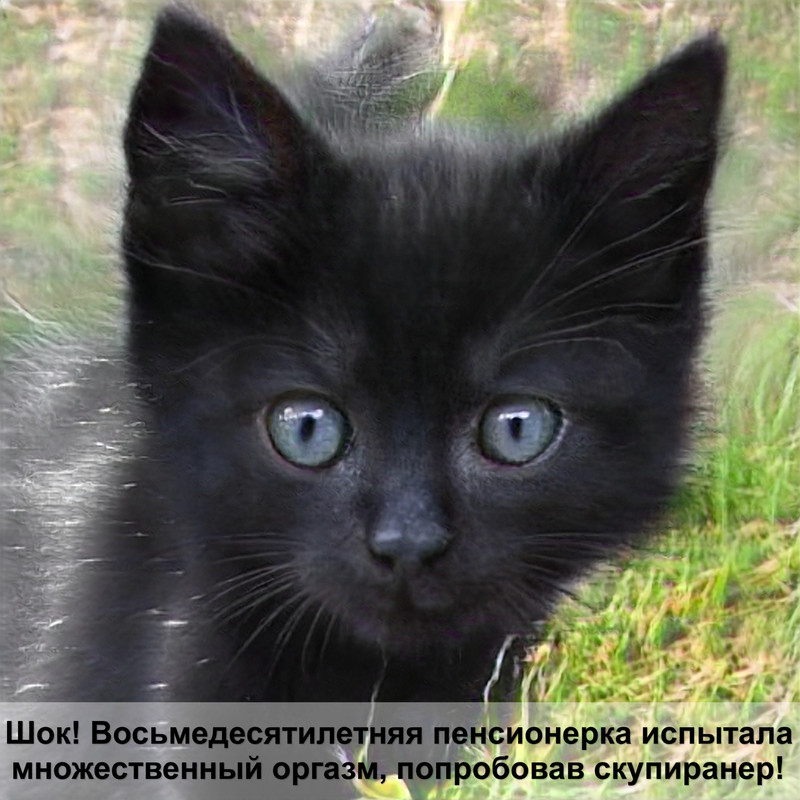 как дать таблетку кошке