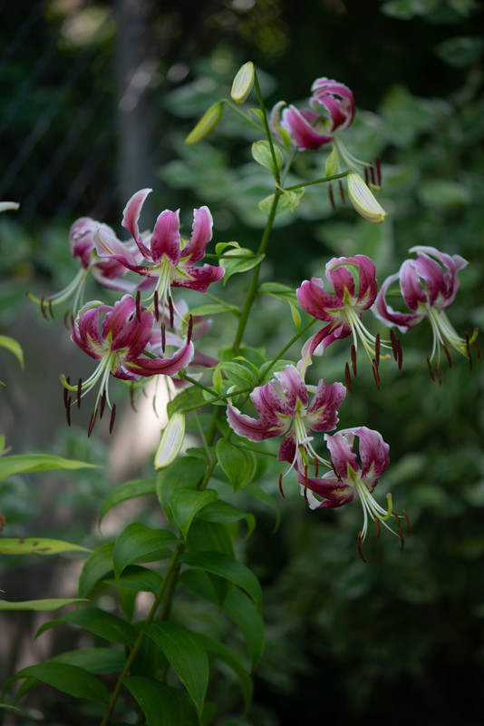 IMG-134b7141ad4c0b216a1c34c3120c974b-V