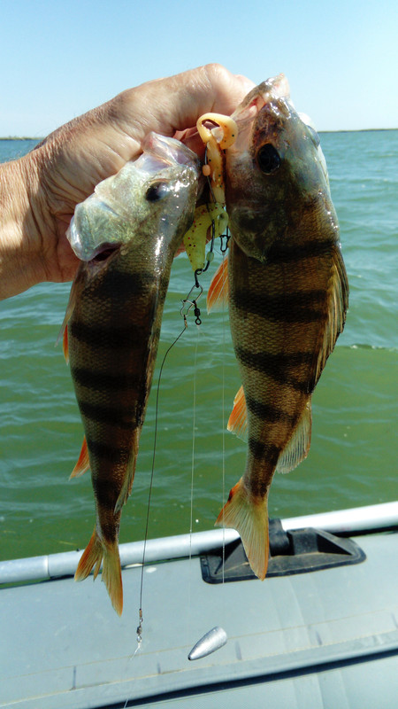 DSC_0987 — копия