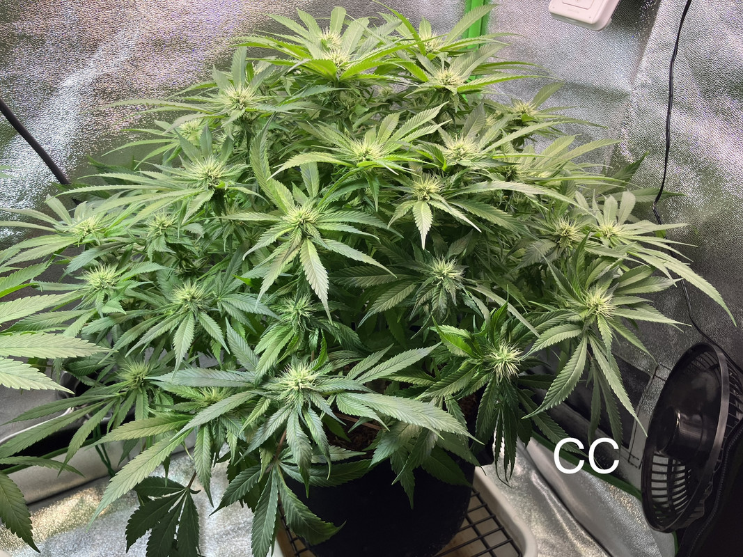 IMG_1646 (Mayo 27  2023)