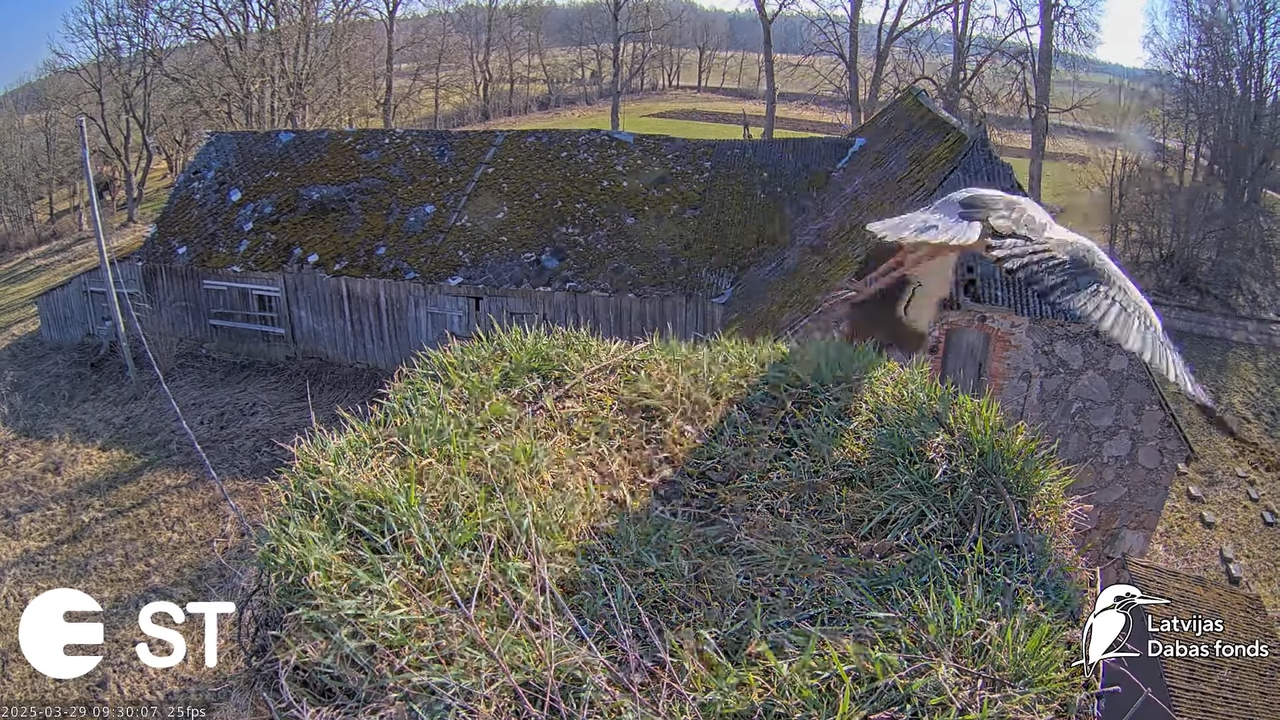 (20) Baltie stārķi (Ciconia ciconia) Tukuma novadā __ White storks in Tukums, Latvia - YouTube - 790