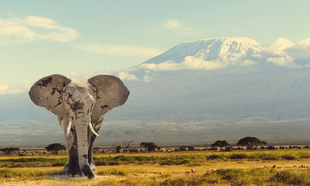 Tanzania Express Safari: All Northern Parks