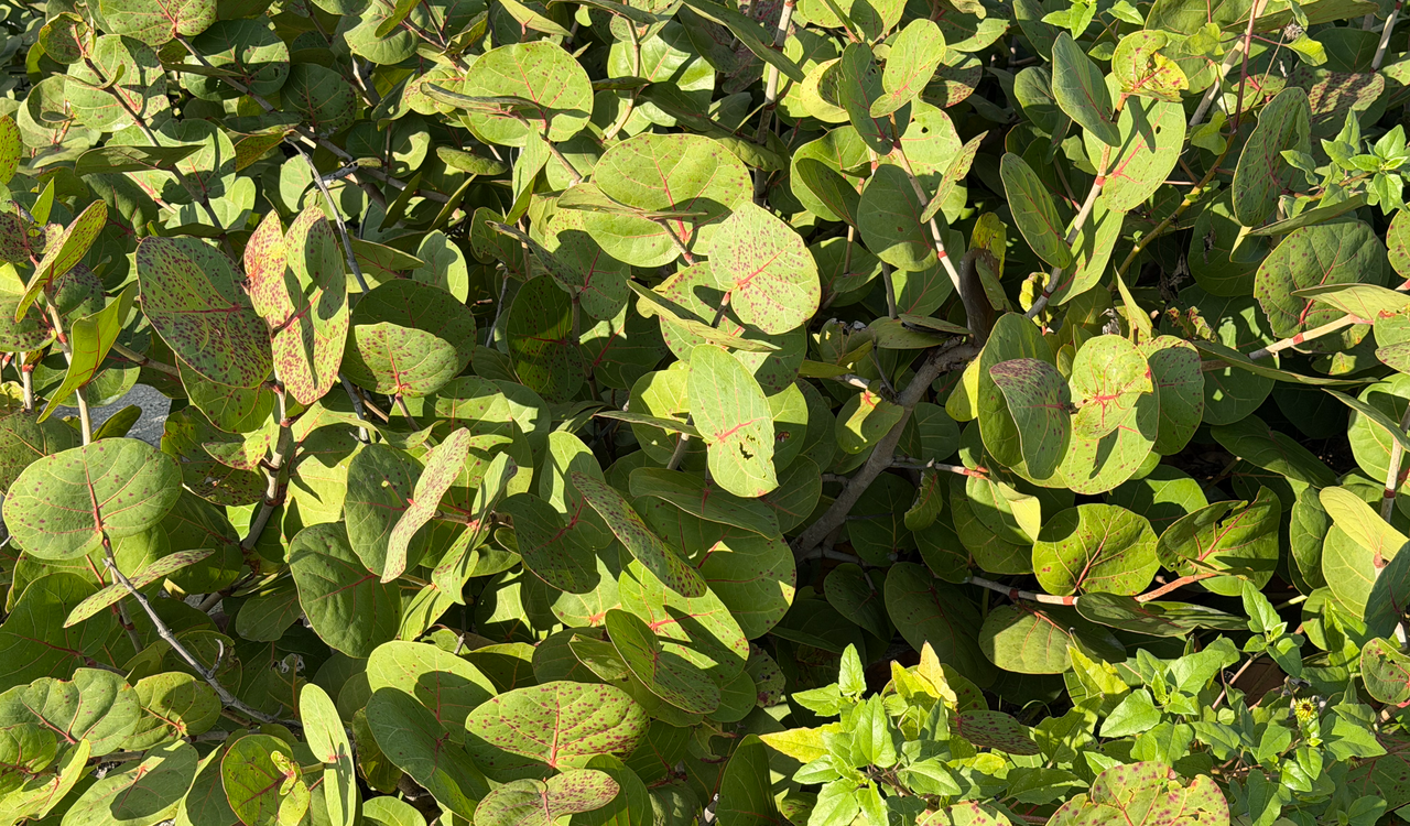 [Image: Sanibel-Island9.png]