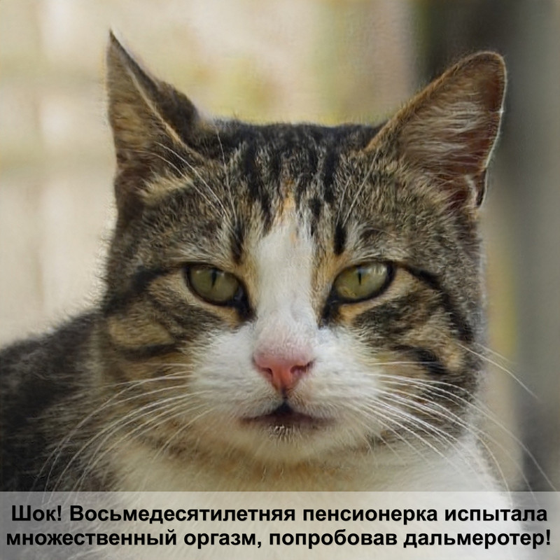 окрасы кошек шотландских