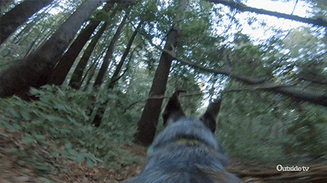 dog-run.gif