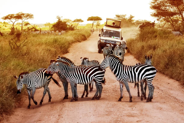 luxury Tanzania safari