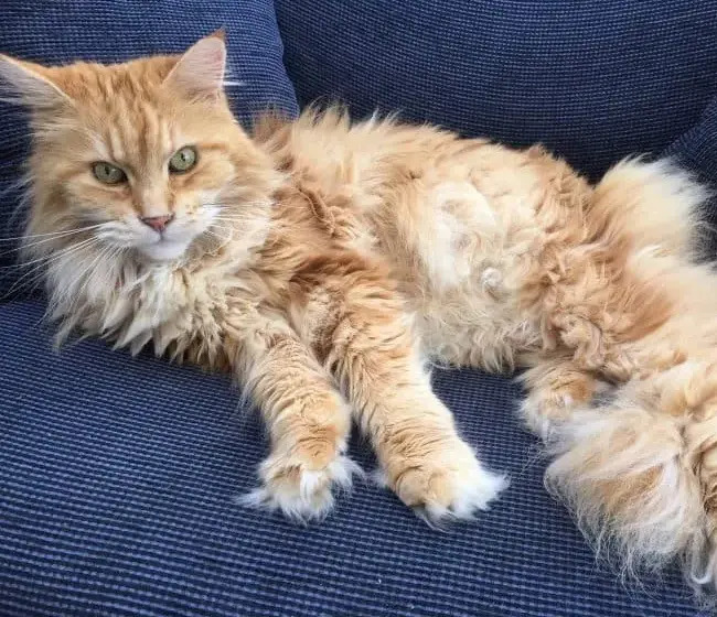 cat-Mainecoon-56bcba4f93.jpg