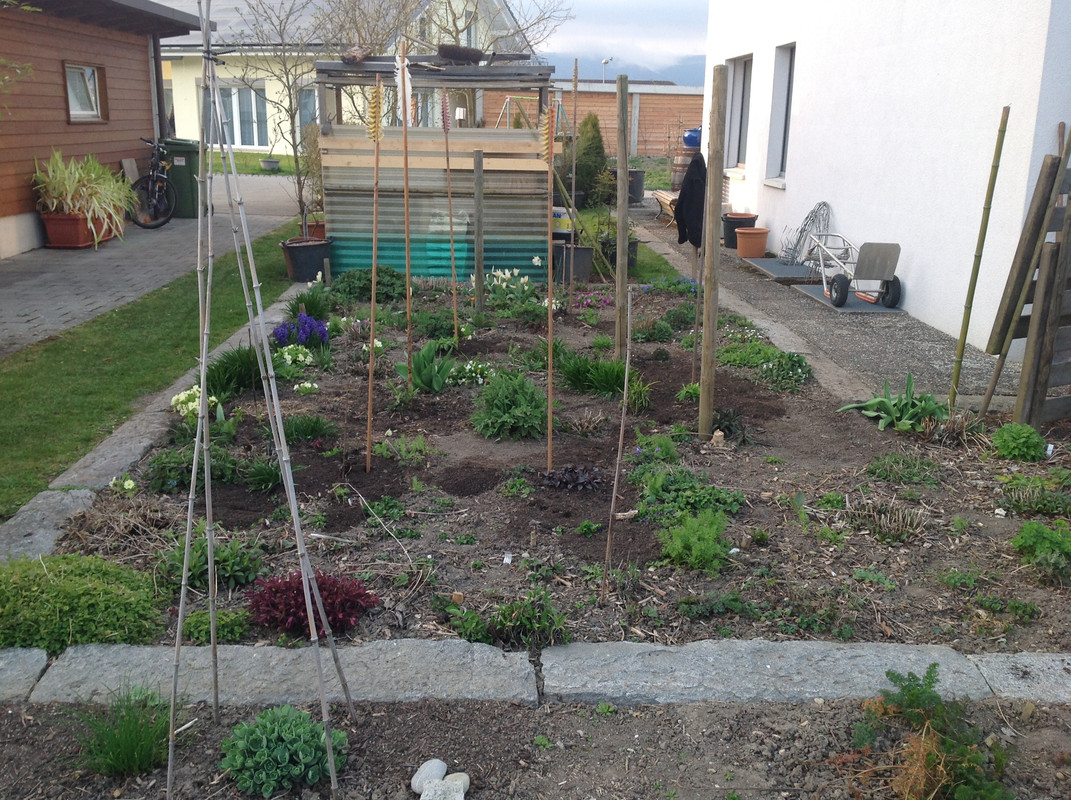 Die Phlox's umpflanzen 1.04.16 (4)