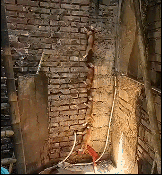 Amazing-Kitten-GIF-4-spider-kitties-climbing-up-a-brick-wall-in-a-line-behind-one-another-ok-cat.gif