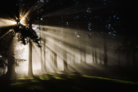 Finger Painting - Light Through the Woods, A Landscape