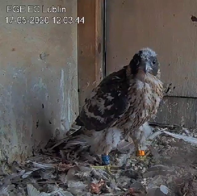 PGE Lublin. Male Łupek (8 A - 2013) & Female WROTKA (4 AB - 2014) - Pagina 3 Przechwytywanie-w-trybie-pe-noekranowym-17-05-2020-120413