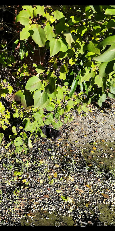 Screenshot_20181115-123243