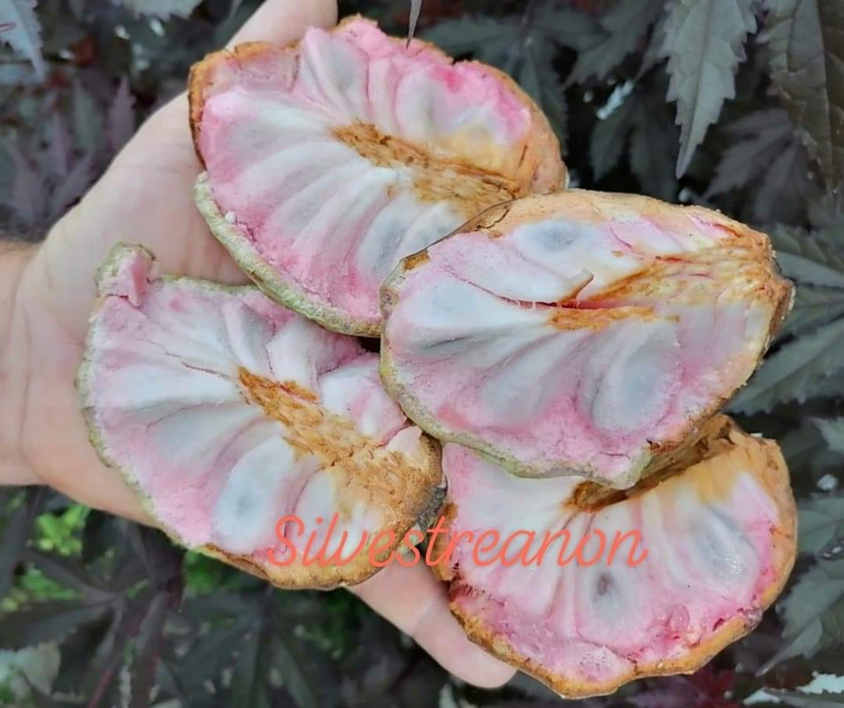 C902AD1A-F371-4269-9250-9136CB3AA10F