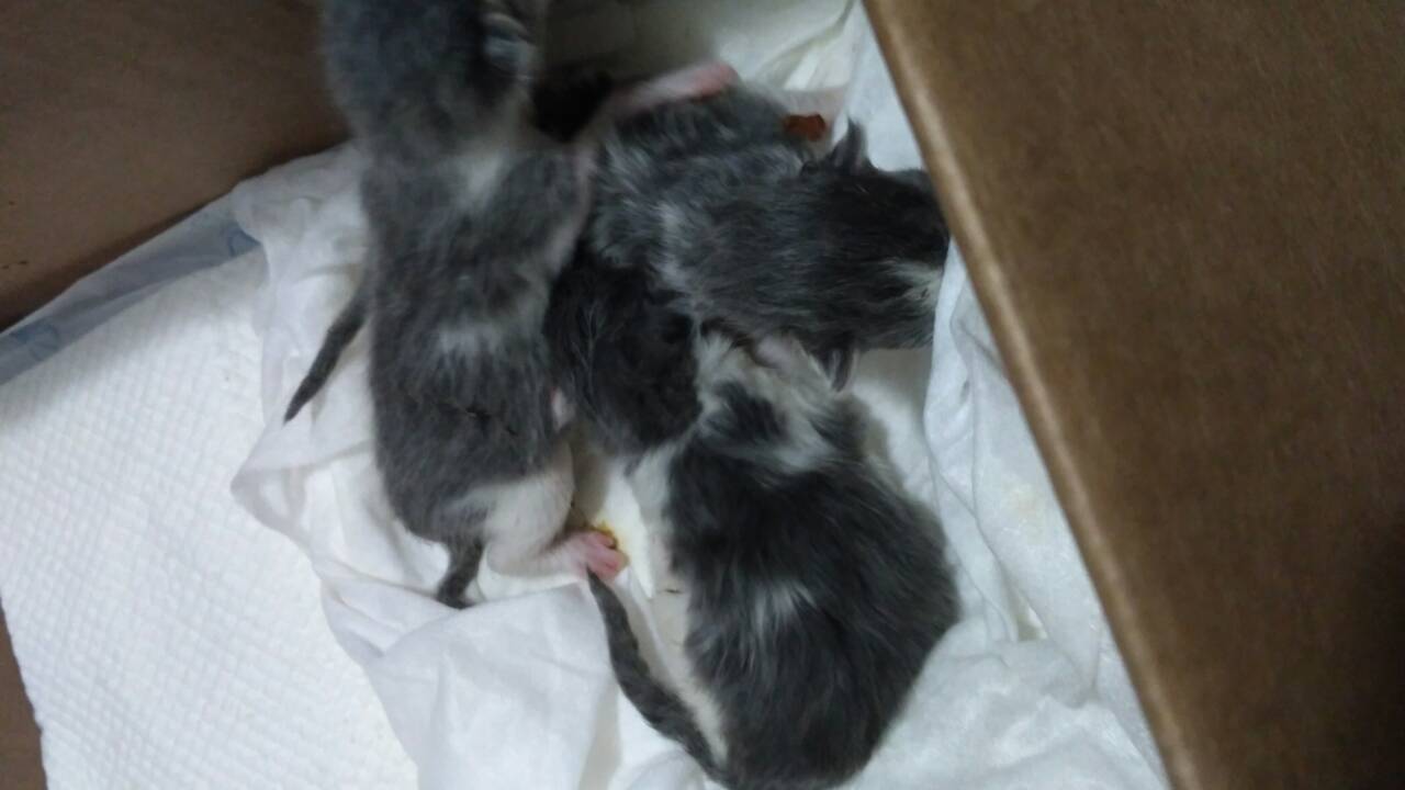 IMG-5aacdac0b270ccaa97048fba7f0c412b-V