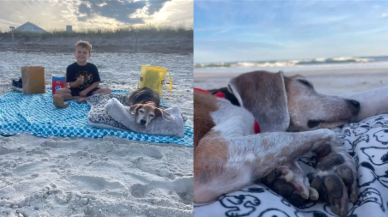 Familia se despide de perrito en emotiva salida a la playa