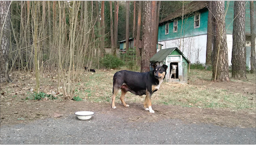 мама щенков МариН