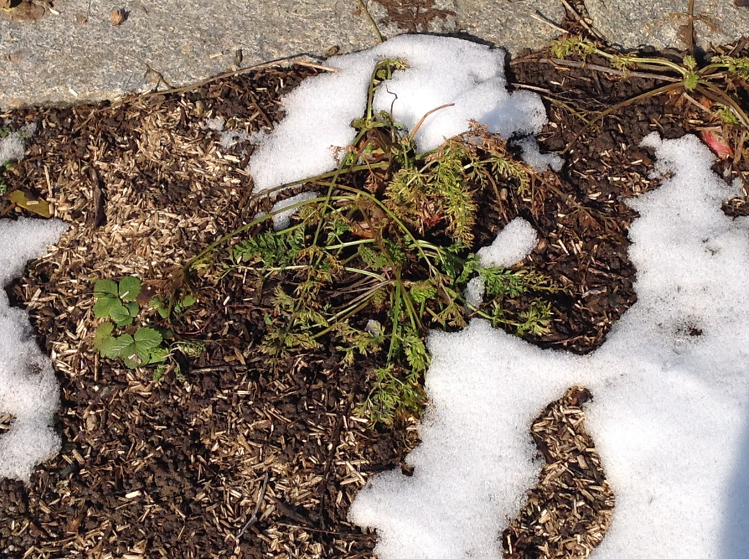 Garten Februar 12.02.2015 13 Uhr (16)