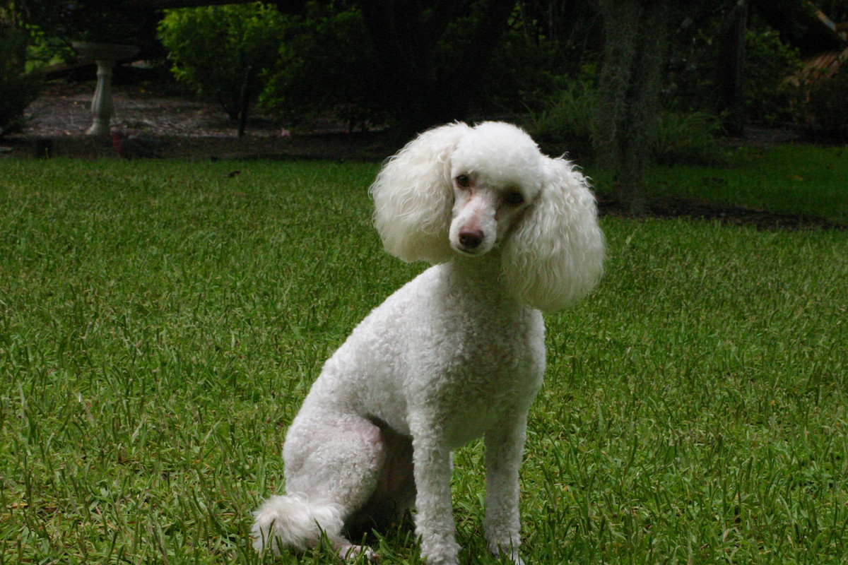 poodle.jpg