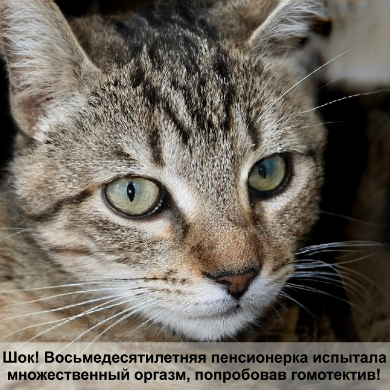 как подстричь когти коту дома