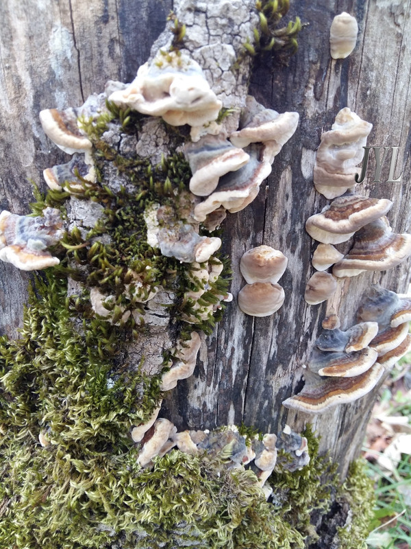 20170217_143012b (5)