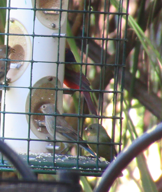 2022-01-15 Painted Bunting