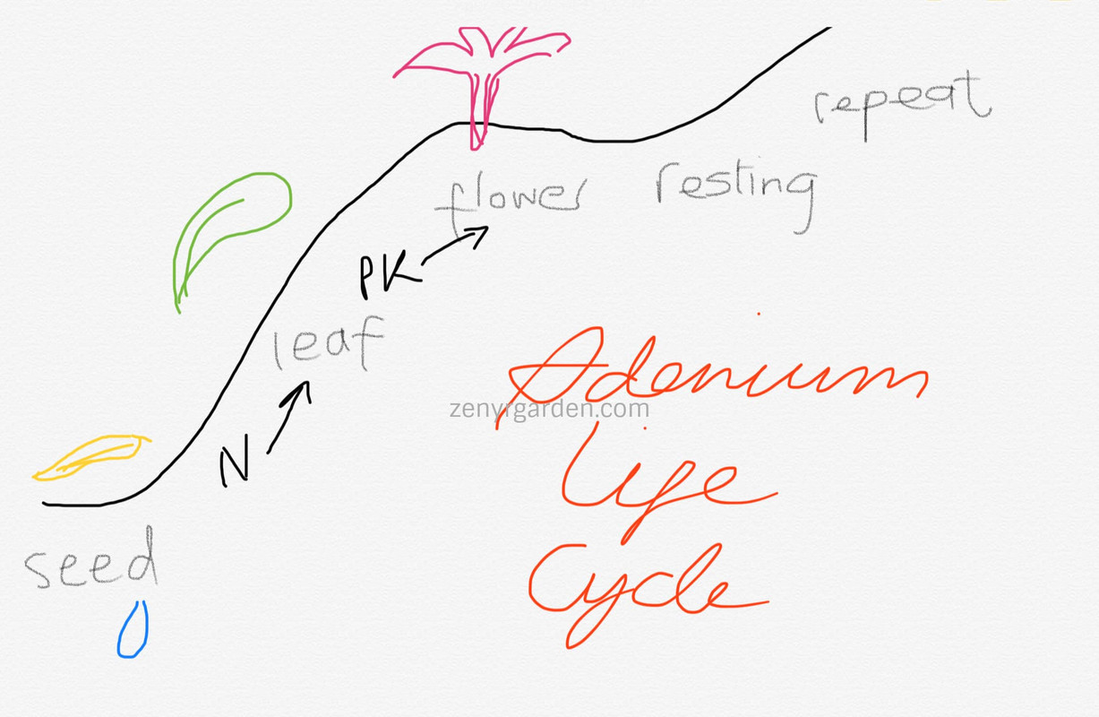 adenium-life-cycle.jpg