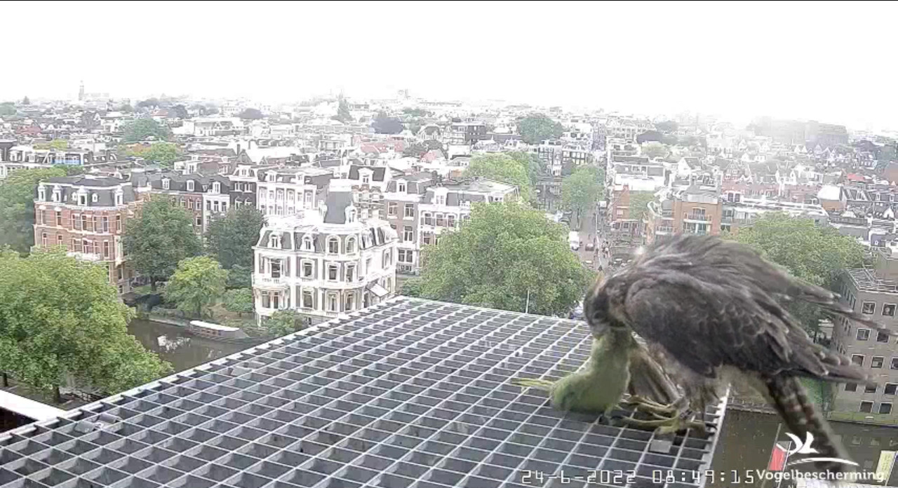 Amsterdam/Rijksmuseum screenshots © Beleef de Lente/Vogelbescherming Nederland - Pagina 32 Video-2022-06-24-085443-Moment-6