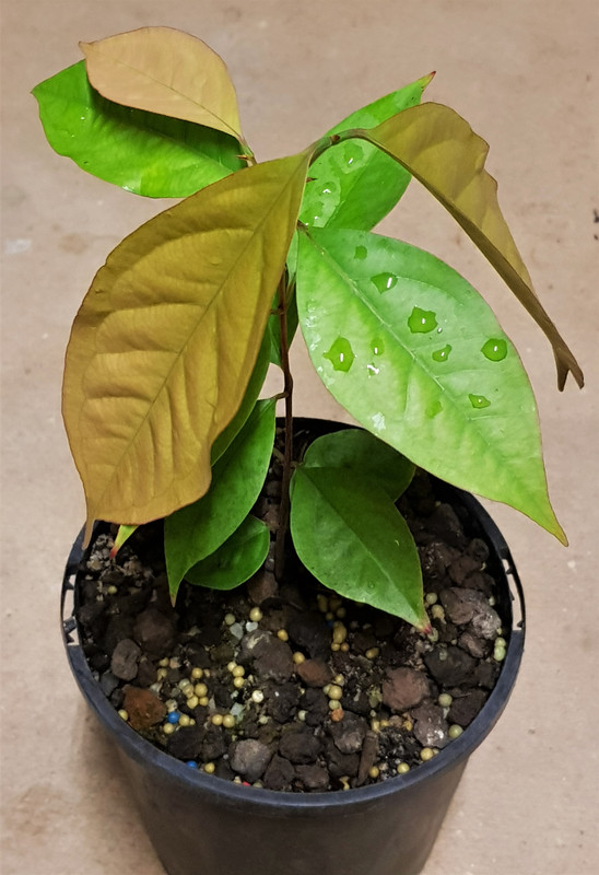 Plinia Arryan