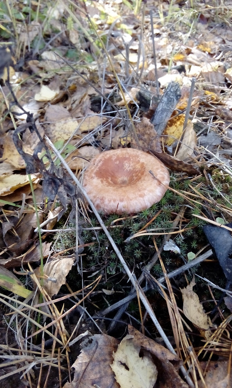 06_10_18_грибы_1