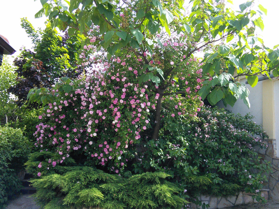 IMG_20190613_163359