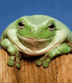 FrogGrins