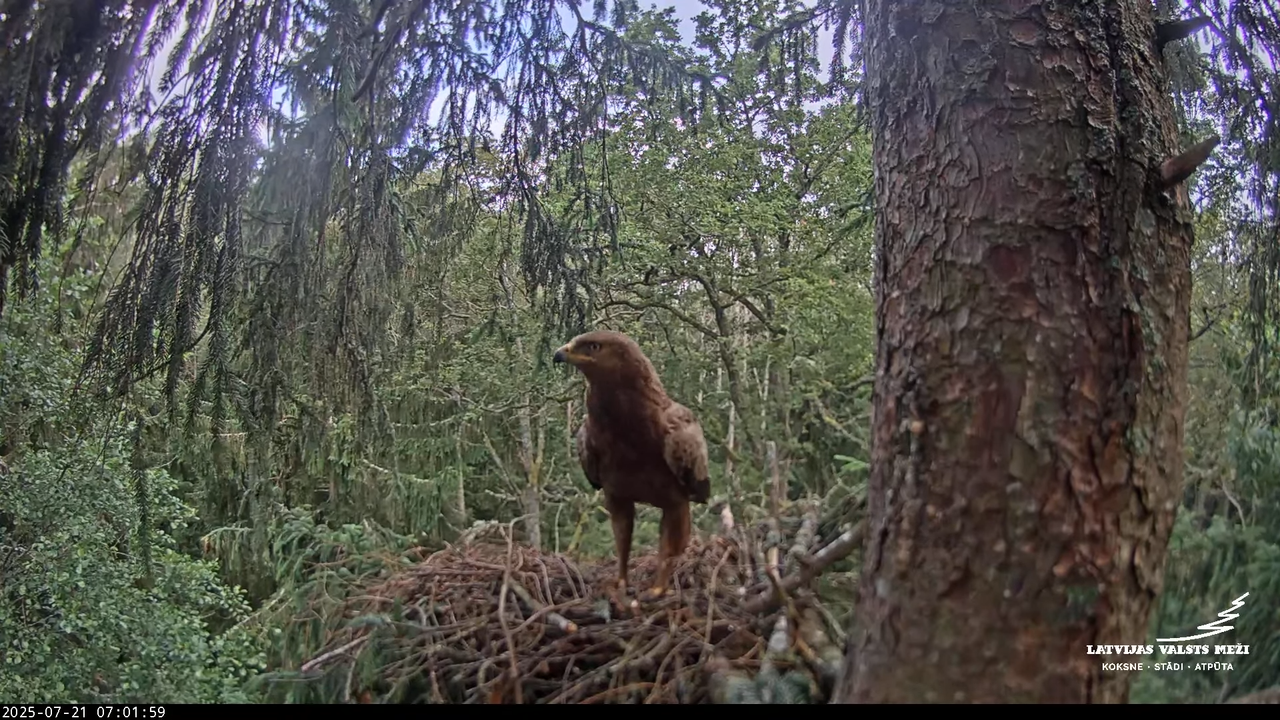 LVM mazais ērglis Lisiņa, egle – Lesser Spotted Eagle 4-47-24 screenshot