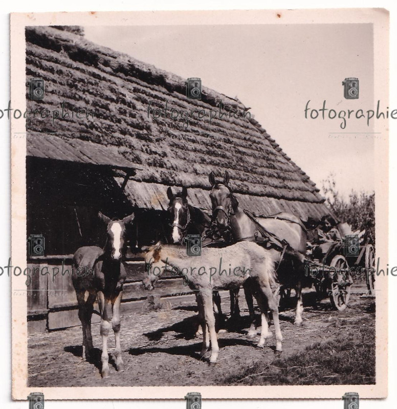 org. Foto Russland Kaukasus Bevölkerung Bauern Pferd
