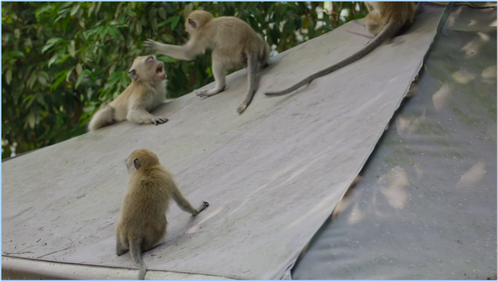 Macaque Island Series 1 2of3 The Grass Is Greener [1080p] (x265) [6 CH] 9mlp6d5no8cy